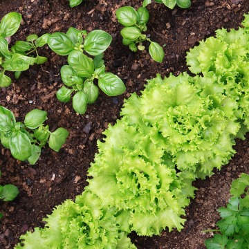 Kitchen garden