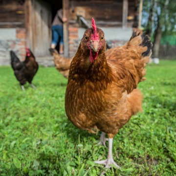 Chickens in the garden