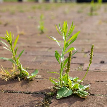 Remove weeds with hoe